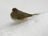 Snowbird in the Snow