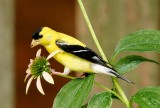 American Goldfinch