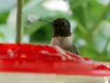 Ruby-throated Hummingbird