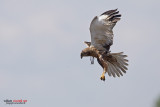 Falco di palude (Circus aeruginosus) 