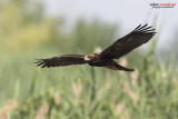Falco di palude Juv (Circus aeruginosus) 