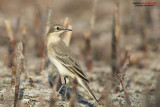 Cutrettola (Motacilla flava )