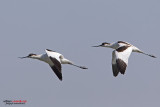 Avocetta (Recurvirostra avosetta)