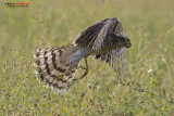 Sparviere (Accipiter nisus)