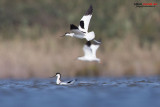 Avocetta (Recurvirostra avosetta)