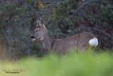 Capriolo (Capreolus capreolus)