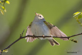 Lui bianco (Phylloscopus bonelli)