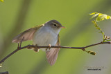 Lui bianco (Phylloscopus bonelli)