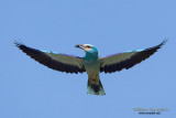 Ghiandaia marina (Coracias garrulus)