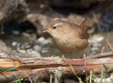 Scricciolo (Troglodytes troglodytes)