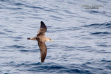 Berta maggiore (Calonectris diomedea)