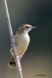 Beccmoschino (Cisticola juncidis)