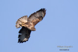 Poiana (Buteo buteo) 