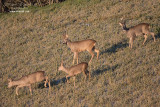 Capriolo (Capreolus capreolus)