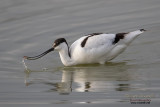Avocetta (Avosetta recurvirostra)