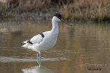 Avocetta (Avosetta recurvirostra)