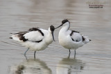 Avocetta (Avosetta recurvirostra)
