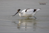 Avocetta (Avosetta recurvirostra)