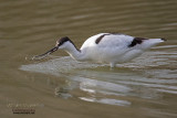 Avocetta (Avosetta recurvirostra)