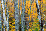 Maine Woods