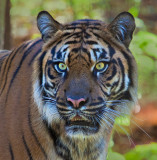 Sumatran Tiger