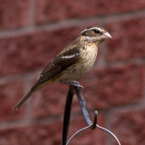 Female Red-Breasted Grosbeak