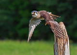  American Kestrel