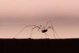 Daddy Long Legs