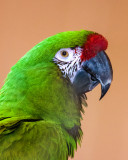 Military Macaw