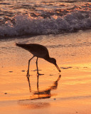 Shore Bird - Evening Snack