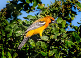 Streak-backed Oriole