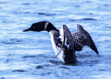 Common Loon