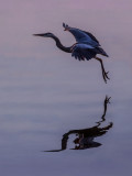 Blue Heron - Morning Reflection