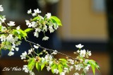 DSC_8158.jpg