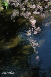 DSC_8235.jpg