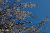 DSC_8236.jpg