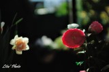 DSC_8251.jpg