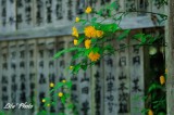 DSC_8272.jpg