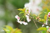 DSC_8553.jpg