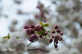 DSC_8593.jpg