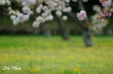 DSC_8968.jpg