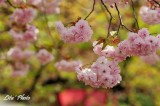 DSC_9009.jpg