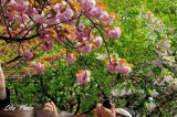 DSC_9016.jpg
