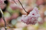 DSC_9030.jpg