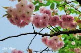 DSC_9036.jpg