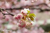DSC_9060.jpg