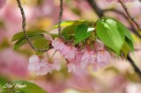 DSC_9116.jpg