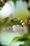 DSC_9141.jpg