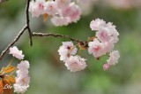 DSC_9273.jpg