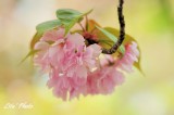 DSC_9297.jpg